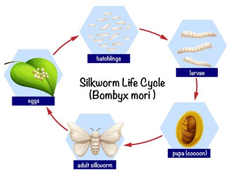 silkworm life cycle chart.